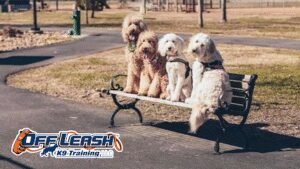 Off Leash K9 Training Asheville