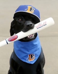 Sit Means Sit Dog Training – Apex