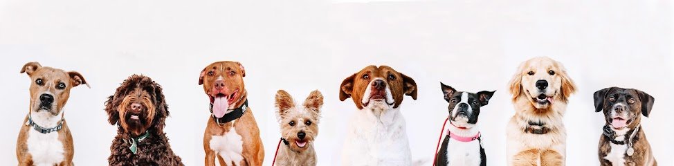 Red Beard Dog Training
