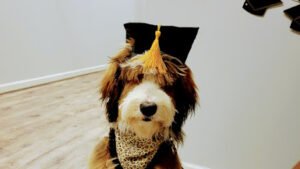 Hound’s Tooth Academy For Dogs