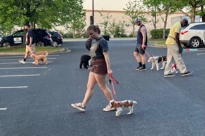 Training Your Best Friend LLC