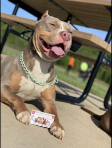 Real Deal Kennels & K9 Training