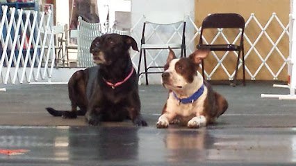 Einstein’s Canine College