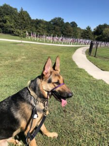 Top Dog Academy, Inc.