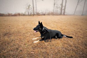 Julio Hernandez K-9