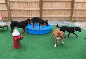 Camp Mutt Dog Training & Boarding