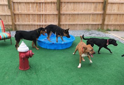 Camp Mutt Dog Training & Boarding