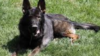 CGS K9 Services