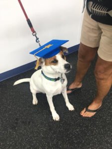 Salty Dogs Obedience Training