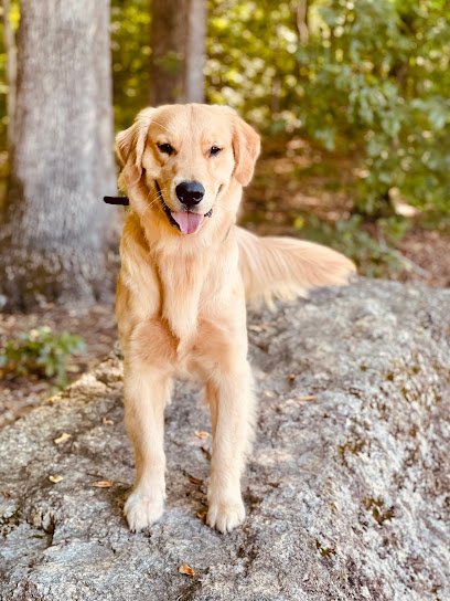 Dogs By Andy – Greensboro
