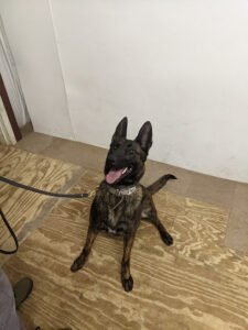K2K9 Solutions, LLC – Canine Training Center