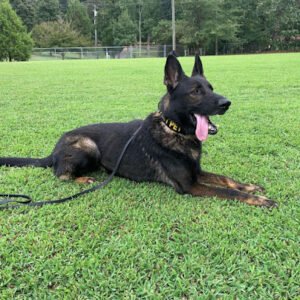 North Carolina K9 Training Academy