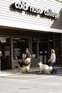 Cold Nose College