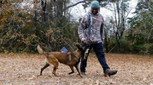 Bullocks K9 Kennels and Training
