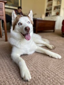 Lake Norman Natural Dog Training