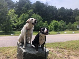 The Grateful Dawg nc