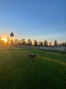 Dakota Canine