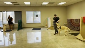 Down Dog Studios