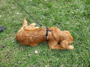 Service Dogs for America (Great Plains Assistance Dogs Foundation, Inc)