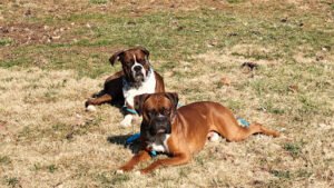 Superior k9 training solutions