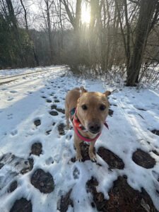 Happy Tails Training