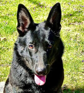 Off Leash K9 Training of Dayton, Ohio