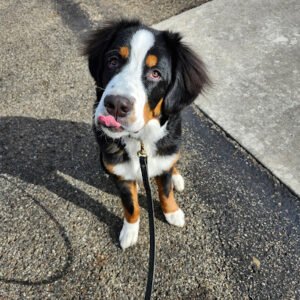 Cathy’s K9 Kids Dog Training, LLC