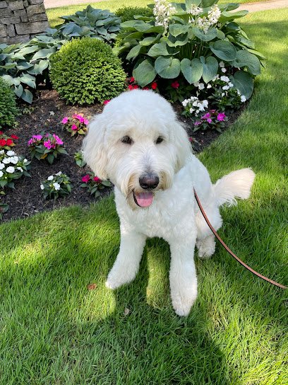 LuvPup Dog Training Academy llc