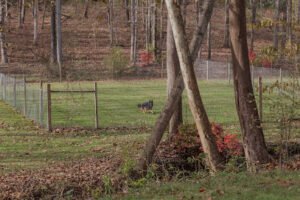 Birch Valley K9
