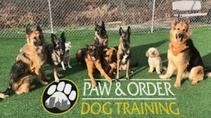 Paw & Order Central Ohio Dog Training
