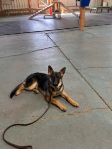North Coast K-9 Training & Boarding