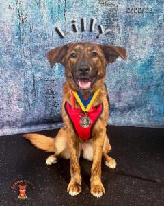 Canine Karma