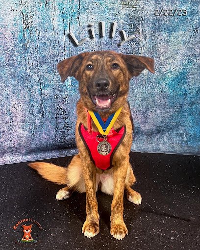 Canine Karma