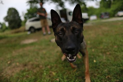 Bulletproof Dog Training