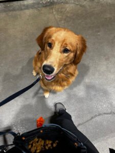 Lucky Dog Training LLC