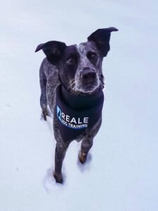 Reale Dog Training