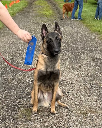 K9 Guide Dog Training