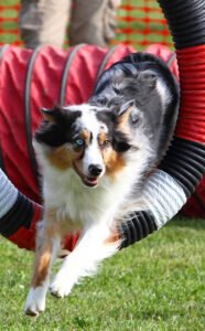 Agility & Rally For Fun Dog