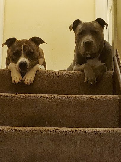 Randall’s Dog Obedience