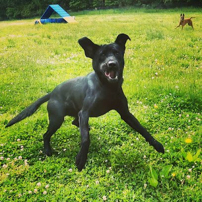 Elissa Cline Dog Training