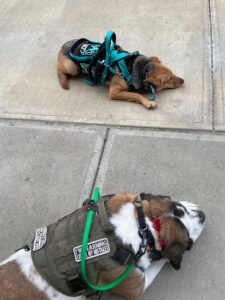 Jess Trains Dogs