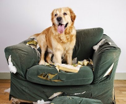 Akron Dog Training
