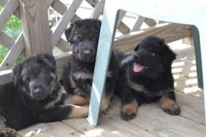 Pawtech K-9