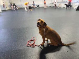 Hamilton Dog Training Club Inc