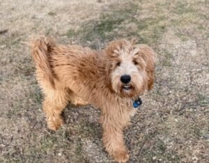 Super Dog Training Academy Cincinnati OH