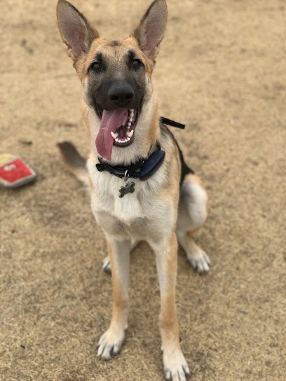 Beastmaster Dog Training (BMK9)