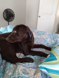Diane’s Happy Tails