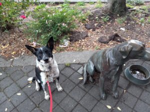 Wagamuffins Dog Training