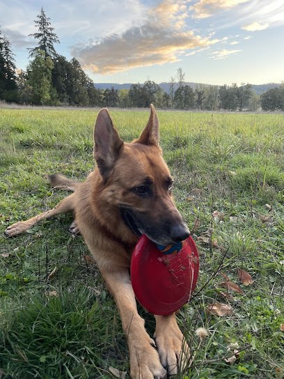 Titan K9 Training