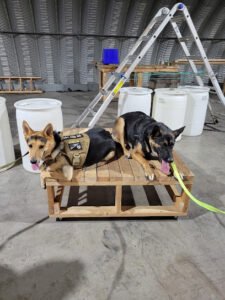 D&G Dog Training